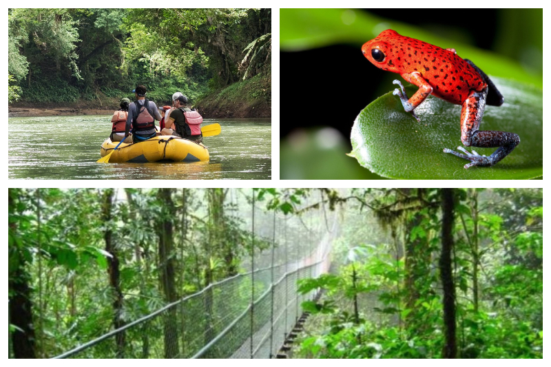 Rain Forest Hiking